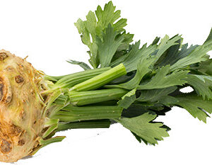 ראש סלרי (סלרי שורש) טרי