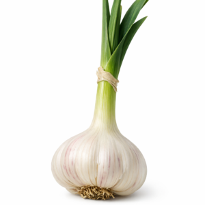 שום טרי במשקל עם גבעול