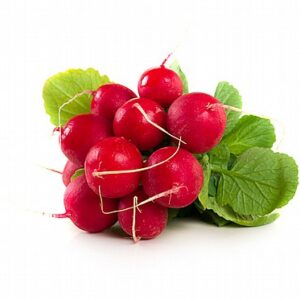 צנוניות טרייה