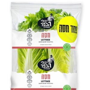 חסה גוש קטיף